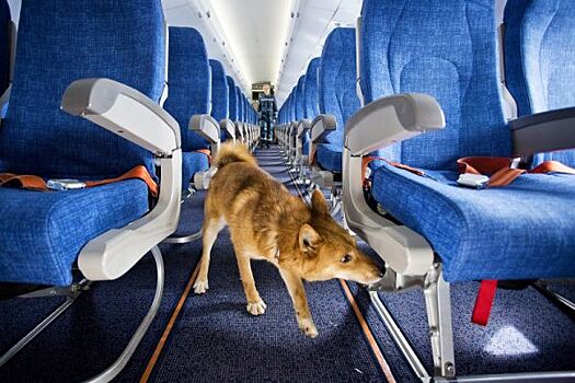 «Мой пес – не чемодан!»: россиянка требует от «Аэрофлота» принять срочные меры