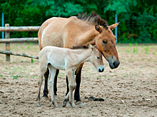 В московском зоопарке родился жеребенок краснокнижной лошади