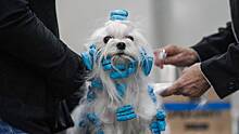 Ветеринар рассказала об опасности дешевой краски для здоровья домашних животных