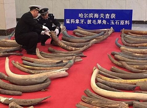 Житель Китая пытался вывезти из России 240 фрагментов бивней мамонта в жилетке
