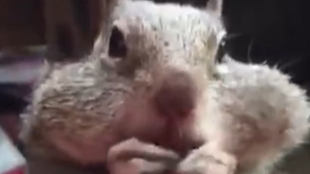 Белка набивает щеки орехами