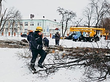 Выяснилось, как глобальное потепление отразится на росте деревьев