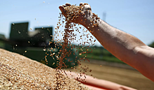 Politico: США отказались смягчать санкции против РФ ради поставок зерна