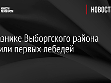 В заказнике Выборгского района заметили первых лебедей