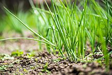 Как вырастить лук: посадка семян, уход и другие секреты выращивания