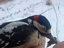 Костромич спас жизнь дятлу с помощью шубы: видео