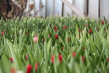 Заключенные Коми вырастили тюльпаны к 8 марта