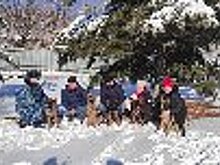 Кинологи ГУФСИН России по Приморскому краю передали щенков немецкой овчарки из племенного питомника служебного собаководства коллегам в Забайкалье