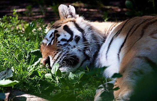 В Хабаровском крае убили амурского тигра