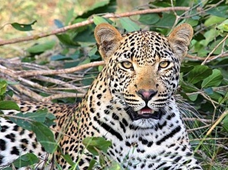 Прокуратура Приморья нашла нарушения в зоопарке, где леопард напал на ребенка
