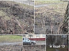 Новые кустарники на Большой Академической подготовили к встрече зимы