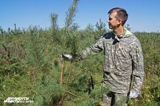 Хвойная элита. Кто зарабатывает на лесах Калининградской области