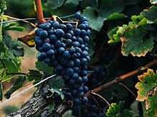 Гастроэнтеролог рассказала об опасности домашнего вина