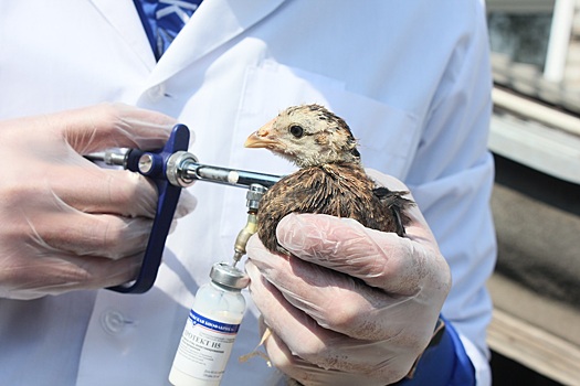 В Новосибирской области против птичьего гриппа вакцинировали 205 тысяч птиц
