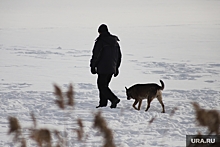 В Челябинской области пьяным запретили выгуливать собак