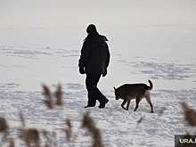 В Челябинской области пьяным запретили выгуливать собак