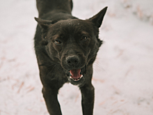 Погибли обе: спасавшая собаку тулячка провалилась под лед