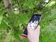 Новое мобильное приложение может определять заболевание у растений