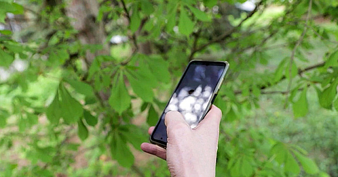 Новое мобильное приложение может определять заболевание у растений