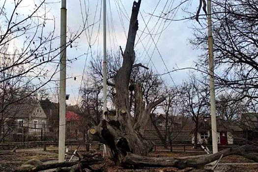 В Запорожской области рухнул легендарный 700-летний дуб