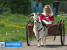 Ролик с козлом Яшкой из Воронежской области набрал в интернете миллион просмотров
