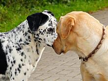 На Бескудниковском бульваре животным сделают прививки от бешенства