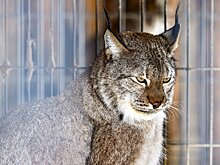 Депутат Крупник призвал ужесточить наказание за ненадлежащее содержание диких животных