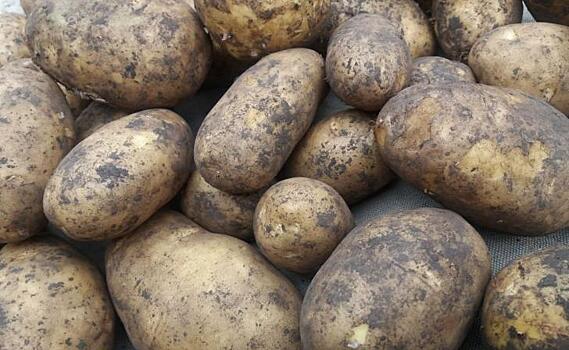 Из Орловской области в зону СВО планируют поставлять много картофеля