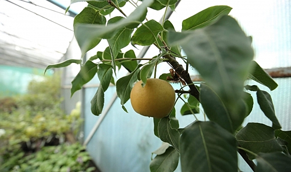 В Волгоградской области возле медицинского пункта высадили «Аллею памяти»
