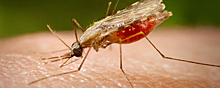 В Ростовской области впервые в 2023 году зафиксирован случай заболевания малярией