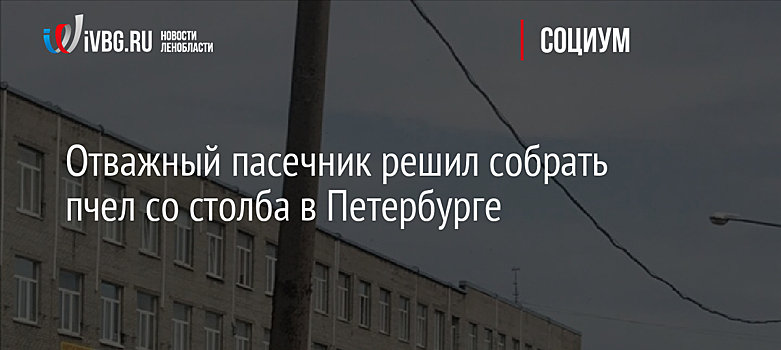 Отважный пасечник решил собрать пчел со столба в Петербурге