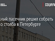 Отважный пасечник решил собрать пчел со столба в Петербурге
