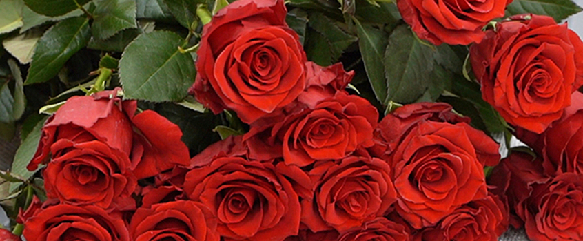 Волонтеры дарят розы жителям Ижевска в честь Дня всех влюбленных