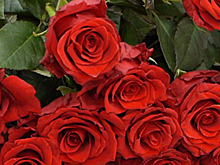 Волонтеры дарят розы жителям Ижевска в честь Дня всех влюбленных