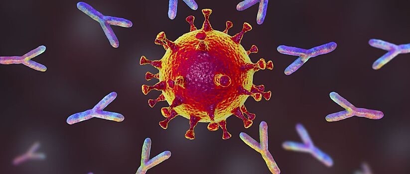 Коллективный иммунитет к COVID-19 в Новосибирске может выработаться к осени