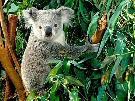 Как коалы могут питаться ядовитым эвкалиптом
