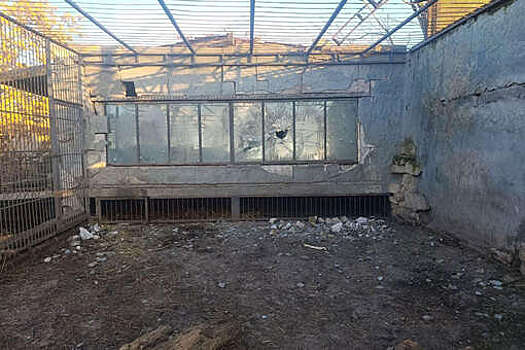 Внутренних повреждений у льва, раненного дроном ВСУ в зоопарке, не выявили