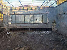 Внутренних повреждений у льва, раненного дроном ВСУ в зоопарке, не выявили