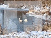 СМИ: Лебеди могут погибнуть от холода в Подмосковье