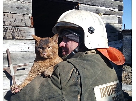 Спасенный из пожара суровый кот восхитил россиян