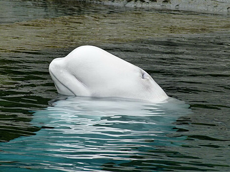Экологи спорят с законодателями из-за свобод дельфинов