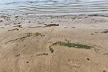 Пляжи Волгоградской области оказались опасны для купающихся из-за паразитов
