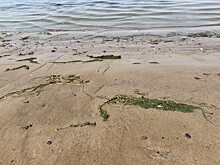 Пляжи Волгоградской области оказались опасны для купающихся из-за паразитов