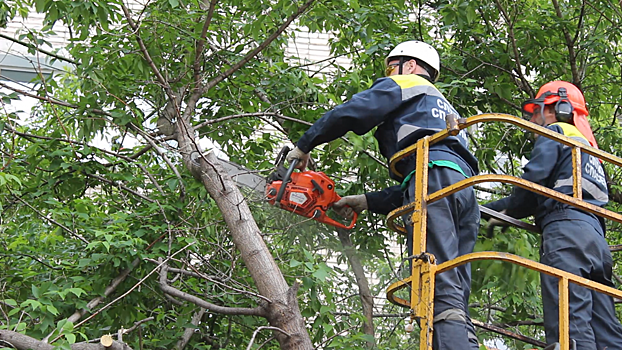 В Екатеринбурге автовладелец взыскал с управляющей компании деньги за упавшее на машину дерево