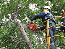 В Екатеринбурге автовладелец взыскал с управляющей компании деньги за упавшее на машину дерево