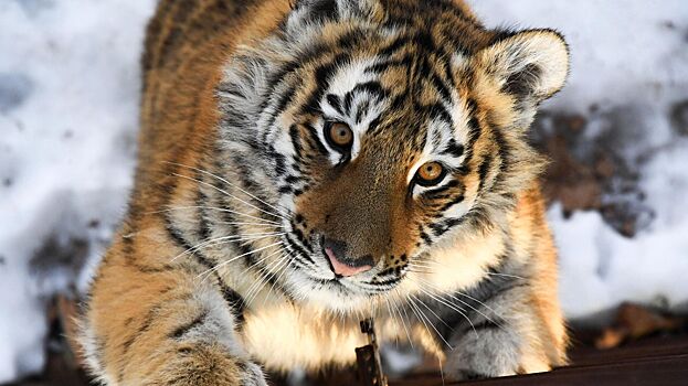 Путин поблагодарил ученых за помощь амурским тиграм