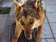 Новость о карантине по бешенству животных на курортах Кубани – фейк