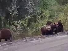 Россияне встретили на дороге восемь медведей