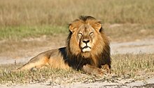 Госдеп США не отвечает на запрос Зимбабве об убийце льва