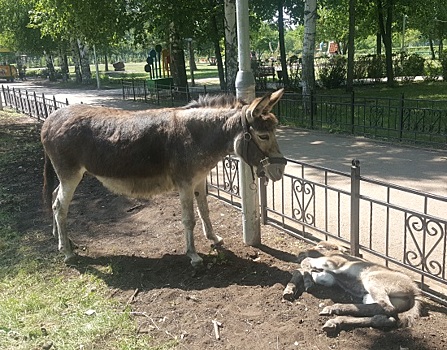Плюшевый Тимоша: в одном из городских парков Башкирии появился новый обитатель